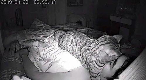 窒息的爱 日本,揭秘日本独特的情感束缚与自由追求