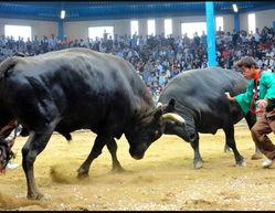 日本斗牛,传统竞技与文化的交融