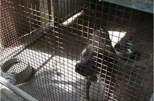 日本笼子调教,揭秘古代礼仪与生活艺术