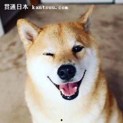 日本狗的名字,忠诚与智慧的化身