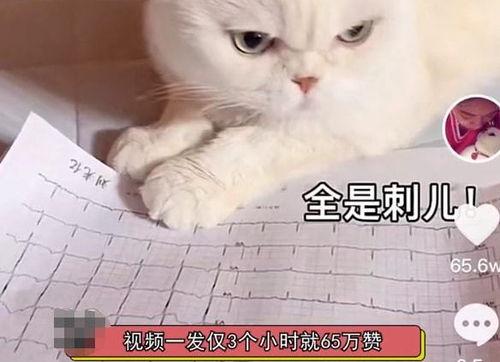 娱乐吃瓜君说刘二豆没了,娱乐吃瓜君揭秘背后真相